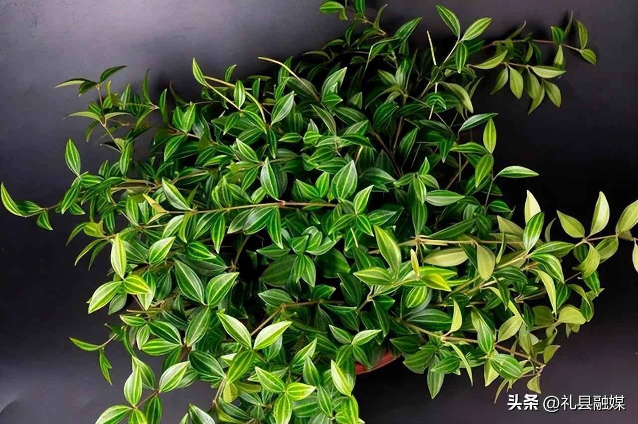 吊籃都有哪些品種圖片(常見的18個吊蘭種類及圖片) 吊籃都有哪些品種圖片(常見的18個吊蘭種類及圖片)