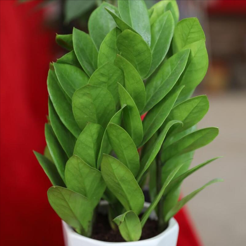 金錢樹的養(yǎng)殖方法和注意事項(xiàng) 金錢樹的養(yǎng)殖方法和注意事項(xiàng)