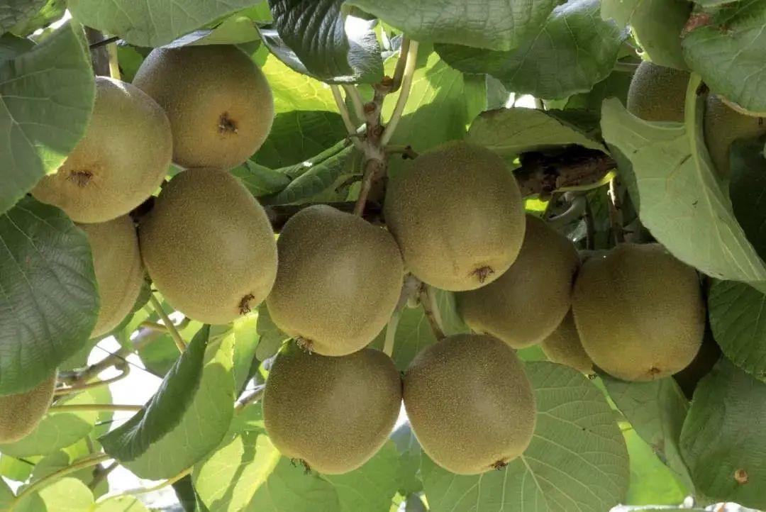 獼猴桃起源于哪個(gè)國(guó)家(獼猴桃發(fā)源地) 獼猴桃起源于哪個(gè)國(guó)家(獼猴桃發(fā)源地)