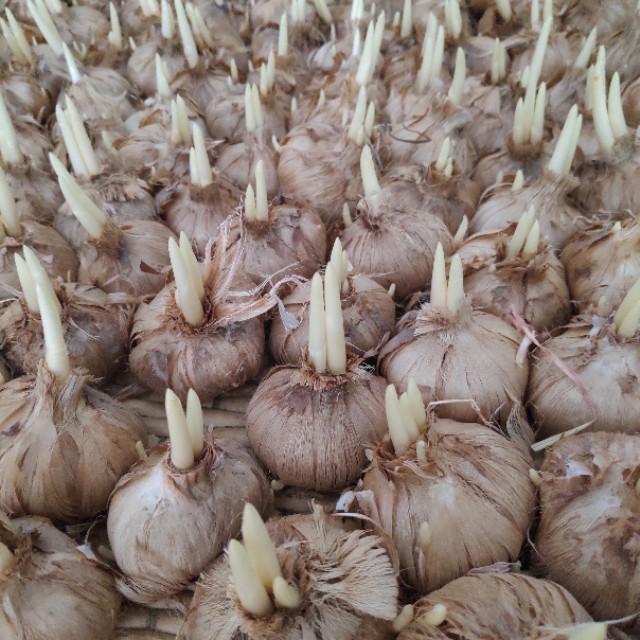 西紅花種子怎么種什么時候種(西紅花種子的種植方法) 西紅花種子怎么種什么時候種(西紅花種子的種植方法)