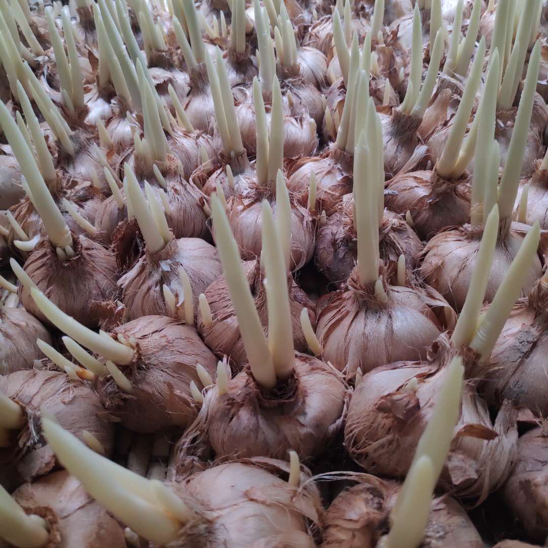 西紅花種子怎么種什么時候種(西紅花種子的種植方法) 西紅花種子怎么種什么時候種(西紅花種子的種植方法)