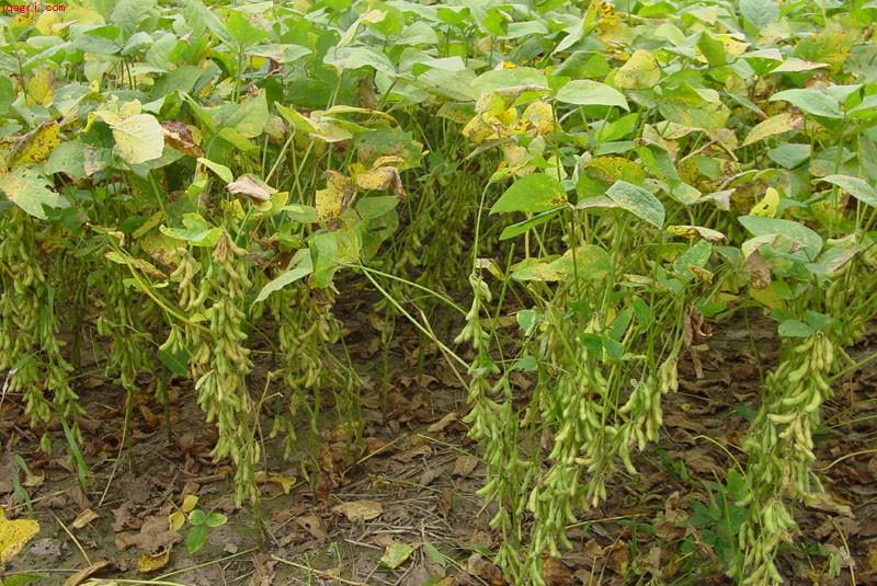 大豆屬于哪一類植物(大豆植物種屬) 大豆屬于哪一類植物(大豆植物種屬)