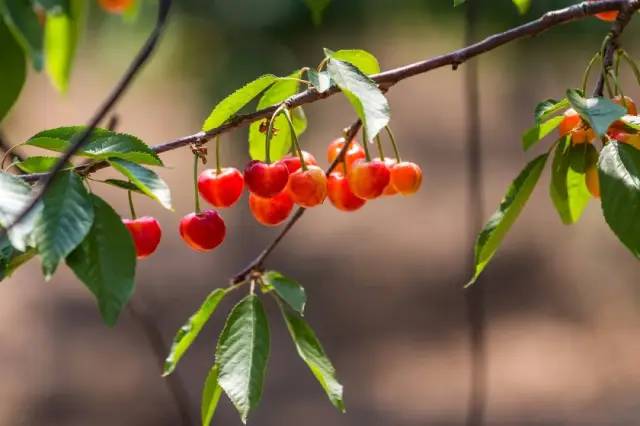 （華盛頓沒有砍過櫻桃樹，但歐美人喜歡櫻桃是真的，圖中為意大利畫家薩爾瓦多·波斯蒂廖內(nèi)繪制的《櫻桃時(shí)間》）