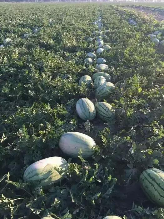 西瓜產地哪里最好(中國10大優(yōu)質西瓜產地) 西瓜產地哪里最好(中國10大優(yōu)質西瓜產地)