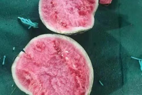 西瓜產地哪里最好(中國10大優(yōu)質西瓜產地) 西瓜產地哪里最好(中國10大優(yōu)質西瓜產地)