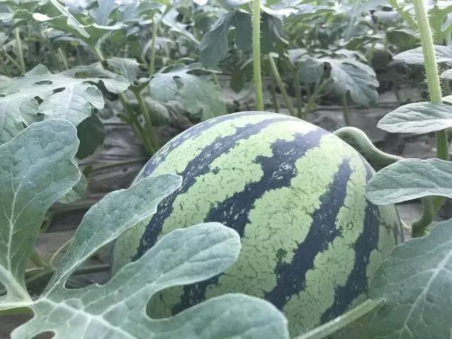 西瓜產地哪里最好(中國10大優(yōu)質西瓜產地) 西瓜產地哪里最好(中國10大優(yōu)質西瓜產地)