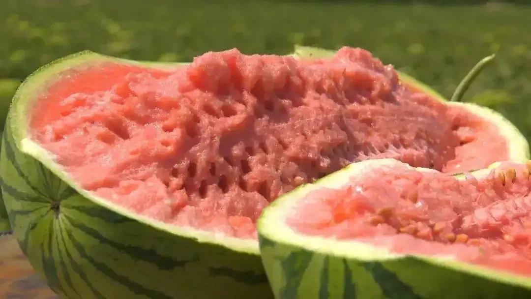 西瓜產地哪里最好(中國10大優(yōu)質西瓜產地) 西瓜產地哪里最好(中國10大優(yōu)質西瓜產地)