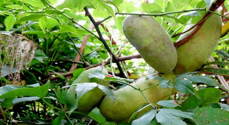 八月瓜怎么種植(八月瓜種植技術(shù)及管理方法) 八月瓜怎么種植(八月瓜種植技術(shù)及管理方法)