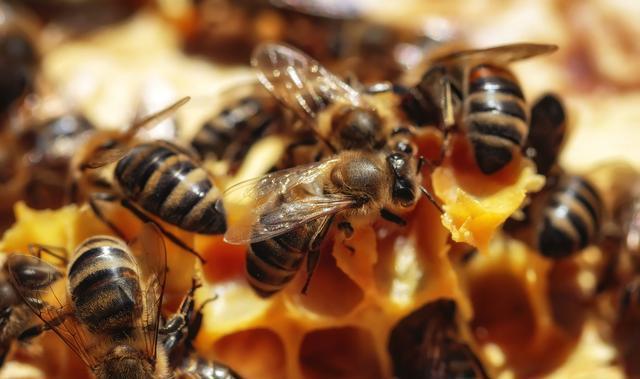 蜂王試飛時間在幾點(蜂王試飛時間和交尾次數) 蜂王試飛時間在幾點(蜂王試飛時間和交尾次數)