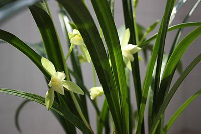 劍蘭的養殖方法和注意事項大全(劍蘭的日常養護) 劍蘭的養殖方法和注意事項大全(劍蘭的日常養護)