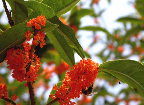 金桂和丹桂的分辨方法(丹桂和金桂的區別) 金桂和丹桂的分辨方法(丹桂和金桂的區別)