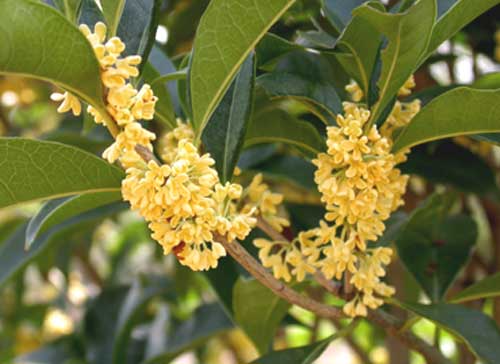 金桂和丹桂的分辨方法(丹桂和金桂的區別) 金桂和丹桂的分辨方法(丹桂和金桂的區別)