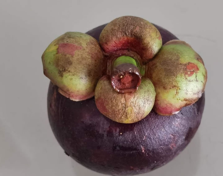 山竹長在土里還是樹上(山竹生長的地方和栽培技術) 山竹長在土里還是樹上(山竹生長的地方和栽培技術)