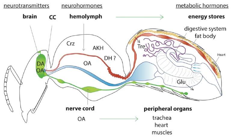 蜜蜂為什么老是圍著我轉(zhuǎn)(蜜蜂圍著轉(zhuǎn)的意思) 蜜蜂為什么老是圍著我轉(zhuǎn)(蜜蜂圍著轉(zhuǎn)的意思)
