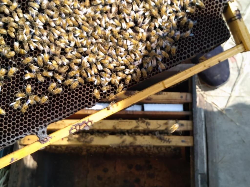 養蜂如何加蜂脾(正確添加蜂脾的技巧) 養蜂如何加蜂脾(正確添加蜂脾的技巧)