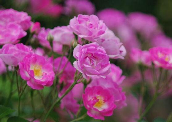 薔薇幾月開(kāi)花(薔薇開(kāi)花時(shí)間) 薔薇幾月開(kāi)花(薔薇開(kāi)花時(shí)間)