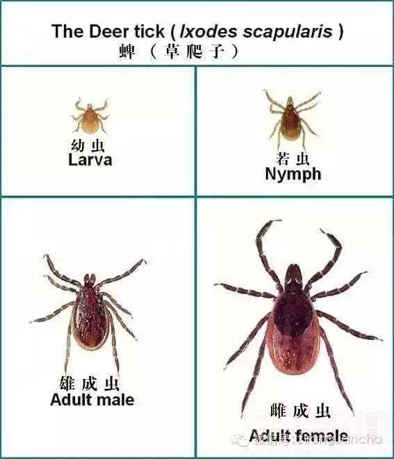 蜱蟲最怕什么氣味(蜱蟲的危害和預(yù)防治理方法) 蜱蟲最怕什么氣味(蜱蟲的危害和預(yù)防治理方法)