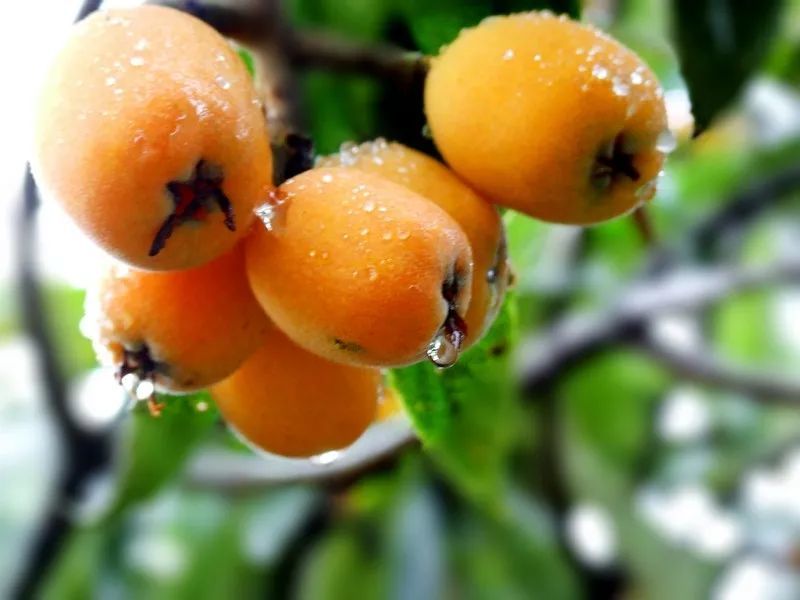 枇杷的英文怎么寫(枇杷的英文讀寫和發(fā)音) 枇杷的英文怎么寫(枇杷的英文讀寫和發(fā)音)