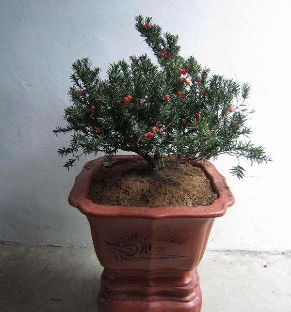 紅豆杉價(jià)格多少錢(紅豆杉的市場(chǎng)價(jià)格) 紅豆杉價(jià)格多少錢(紅豆杉的市場(chǎng)價(jià)格)