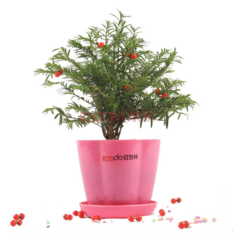 紅豆杉價(jià)格多少錢(紅豆杉的市場(chǎng)價(jià)格) 紅豆杉價(jià)格多少錢(紅豆杉的市場(chǎng)價(jià)格)