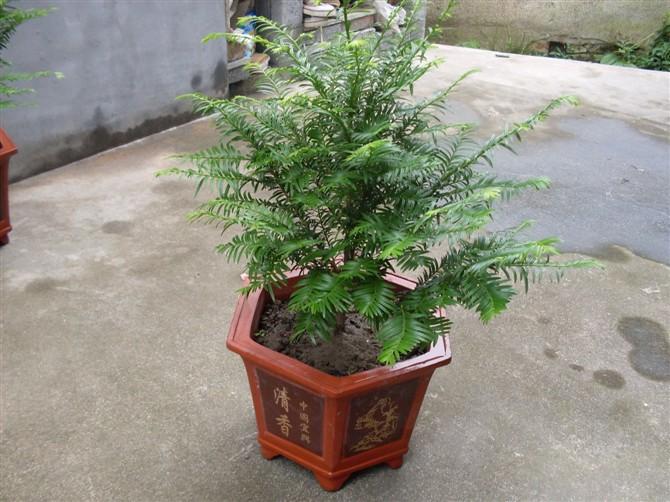 紅豆杉價(jià)格多少錢(紅豆杉的市場(chǎng)價(jià)格) 紅豆杉價(jià)格多少錢(紅豆杉的市場(chǎng)價(jià)格)