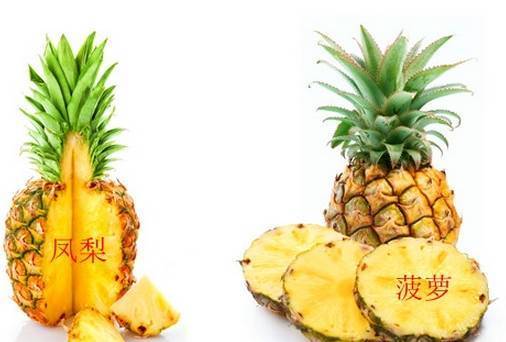 菠蘿和鳳梨有什么區別(菠蘿和鳳梨的區分方法) 菠蘿和鳳梨有什么區別(菠蘿和鳳梨的區分方法)