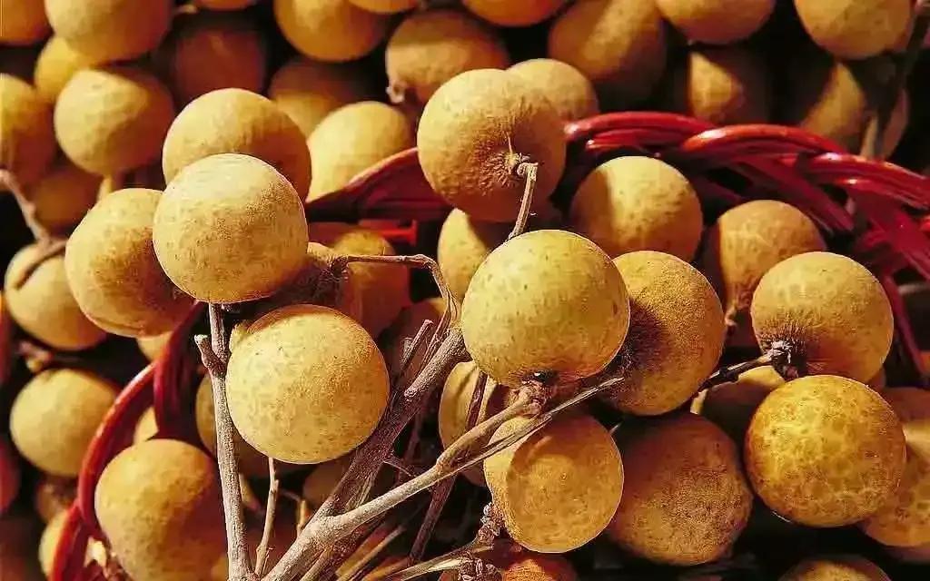 龍眼產(chǎn)地在哪里(十大優(yōu)質(zhì)龍眼產(chǎn)地) 龍眼產(chǎn)地在哪里(十大優(yōu)質(zhì)龍眼產(chǎn)地)