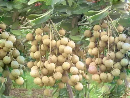 龍眼產(chǎn)地在哪里(十大優(yōu)質(zhì)龍眼產(chǎn)地) 龍眼產(chǎn)地在哪里(十大優(yōu)質(zhì)龍眼產(chǎn)地)