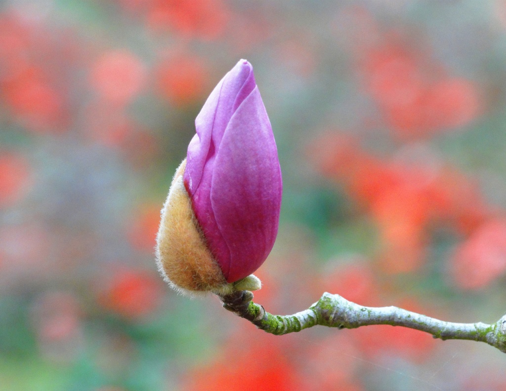 二喬玉蘭為什么叫二喬(二喬玉蘭名字由來) 二喬玉蘭為什么叫二喬(二喬玉蘭名字由來)