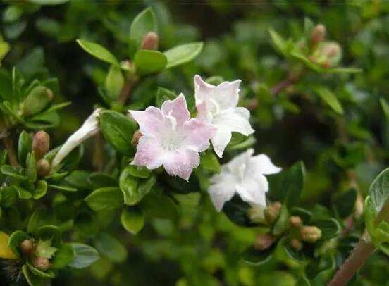 六月雪什么時(shí)候開花(六月雪的花期及管理) 六月雪什么時(shí)候開花(六月雪的花期及管理)