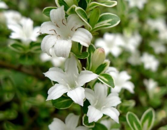 六月雪什么時(shí)候開花(六月雪的花期及管理) 六月雪什么時(shí)候開花(六月雪的花期及管理)