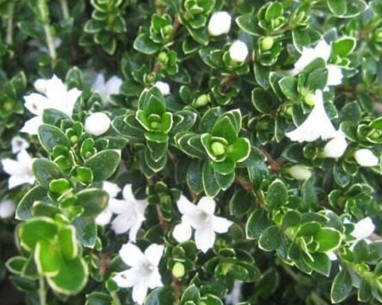 六月雪什么時(shí)候開花(六月雪的花期及管理) 六月雪什么時(shí)候開花(六月雪的花期及管理)