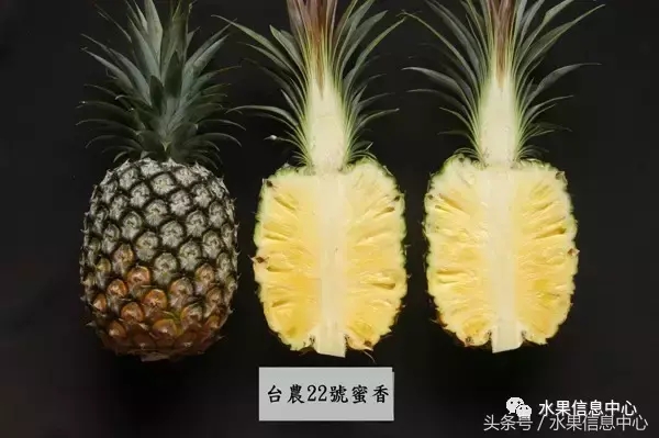 菠蘿的產(chǎn)地有哪些地方(菠蘿的產(chǎn)地和品種介紹) 菠蘿的產(chǎn)地有哪些地方(菠蘿的產(chǎn)地和品種介紹)