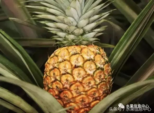 菠蘿的產(chǎn)地有哪些地方(菠蘿的產(chǎn)地和品種介紹) 菠蘿的產(chǎn)地有哪些地方(菠蘿的產(chǎn)地和品種介紹)