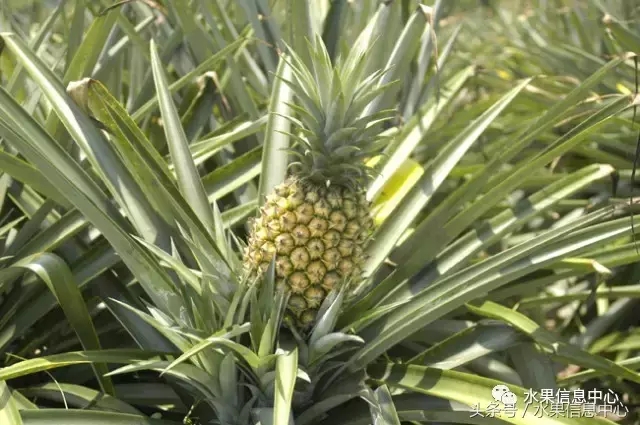 菠蘿的產(chǎn)地有哪些地方(菠蘿的產(chǎn)地和品種介紹) 菠蘿的產(chǎn)地有哪些地方(菠蘿的產(chǎn)地和品種介紹)