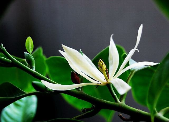 白蘭花的寓意和花語(白蘭花寓意解讀) 白蘭花的寓意和花語