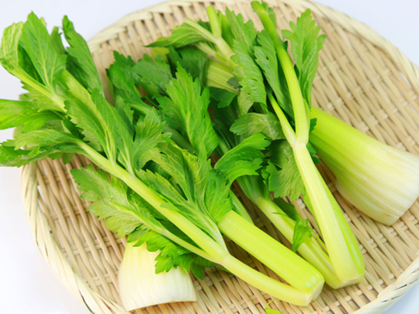 芹菜什么時候播種最好(芹菜的播種方法和播種時間) 芹菜什么時候播種最好(芹菜的播種方法和播種時間)