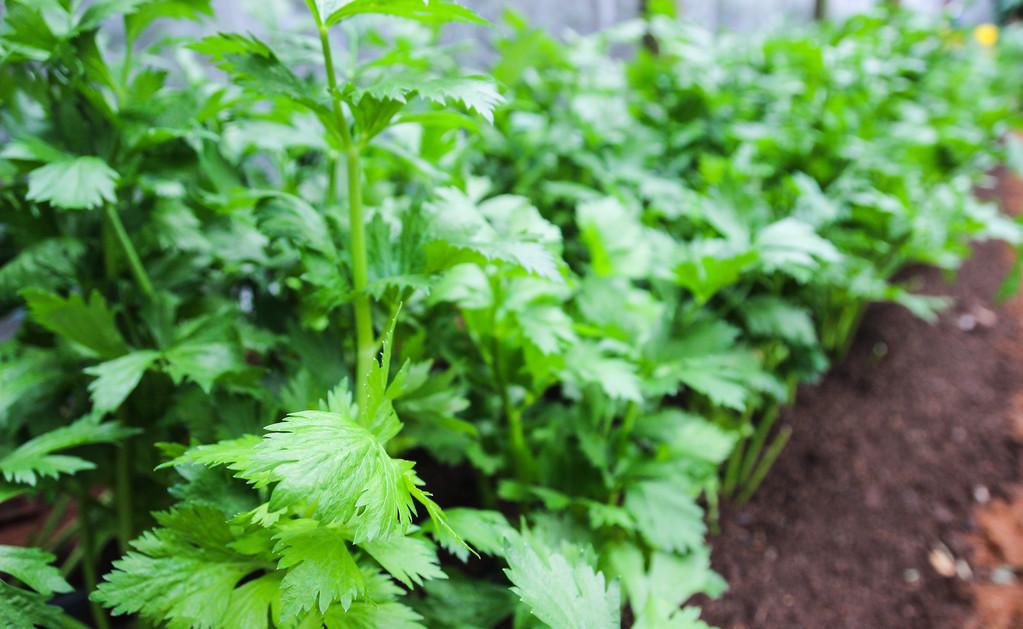 芹菜什么時候播種最好(芹菜的播種方法和播種時間) 芹菜什么時候播種最好(芹菜的播種方法和播種時間)