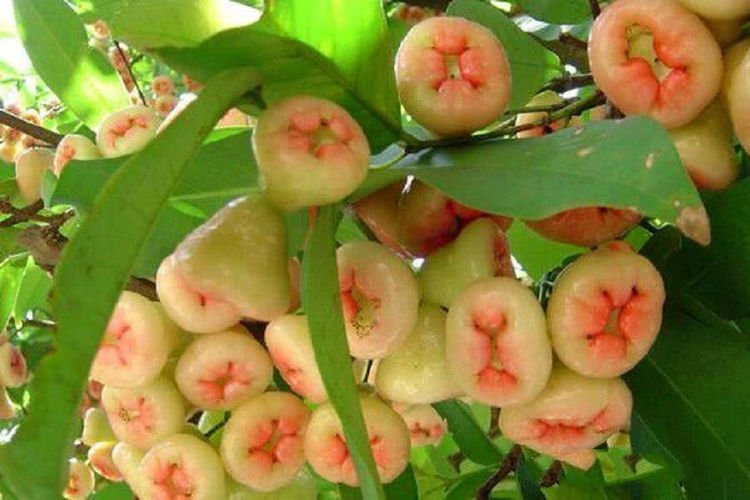 蓮霧多少錢一斤(蓮霧的市場價格) 蓮霧多少錢一斤(蓮霧的市場價格)