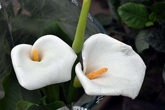 馬蹄蓮的花語和寓意是什么 馬蹄蓮代表什么象征意義(馬蹄蓮的寓意歌頌友情之美)