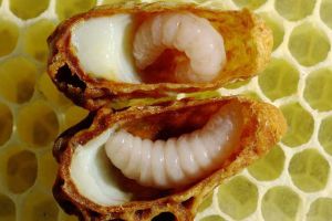 蜂王漿有什么功效及用途？