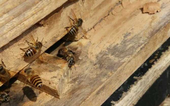 養蜂不僅要技術，還要養蜂工具，這些工具可使蜜蜂養殖事半功倍！