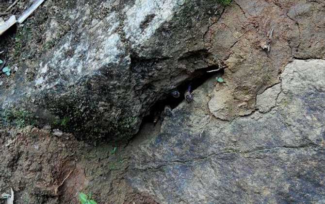 怎么收捕洞中的野生蜜蜂？試試這個方法，輕松就將它們收捕回家！