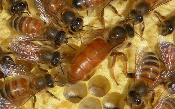 蜂王雖然被稱為王，但并不是“王”，蜂群實際上是工蜂“當家”！