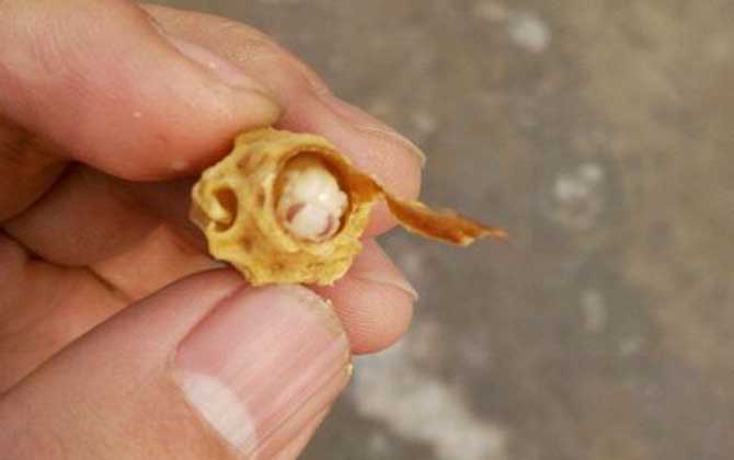 王臺是蜂王的巢房，大致有這三種，了解它們對養蜂生產極為有利！