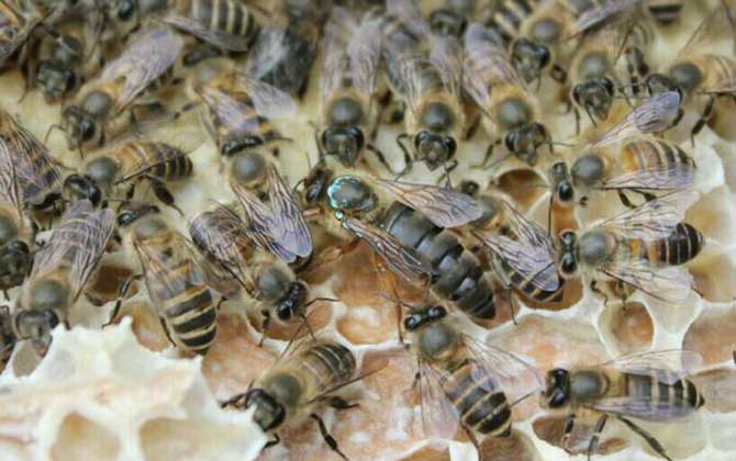 養蜂不知道怎么換王，像這樣操作，輕松用新蜂王將老蜂王替換掉！