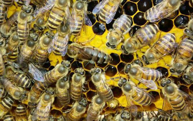 直接介王易圍王，像這樣間接介王，不但蜂王安全，成功率也極高！