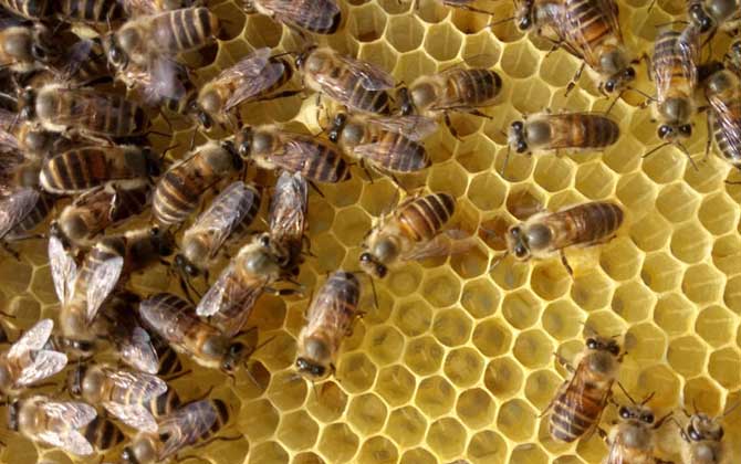 蜂王出房后多久分蜂？未必等新王出房，多數是蜂王未出房就分蜂！