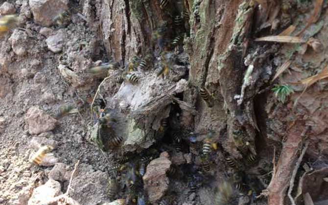 挖誘蜂洞有什么竅門？像這樣挖個誘蜂洞，一年就能誘到好幾群蜂！