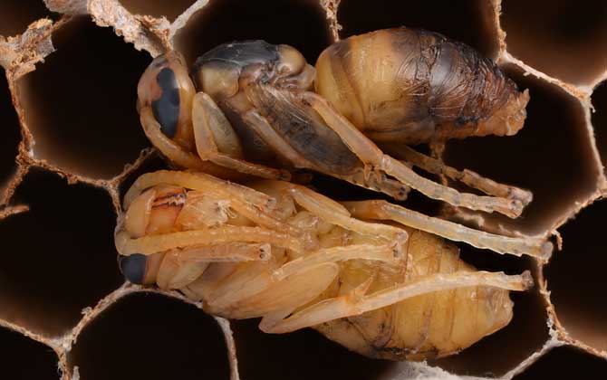 蜂蛹的功效與作用及正確吃法，不能過量食用，還要預(yù)防過敏！